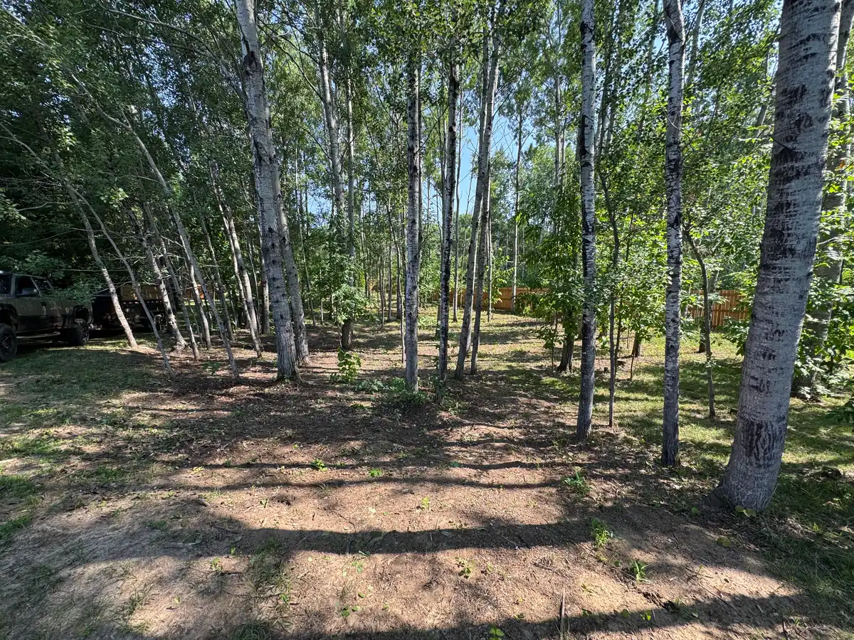 The same birch stand with the brush pile hauled away, bare ground where it sat, and the Just Junk It truck and dump trailer parked at the treeline.