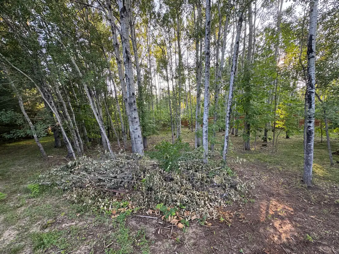 Pile of cut brush and leafy branches dumped on the grass in front of a stand of birch trees before a yard waste cleanup in Grand Rapids, Minnesota.